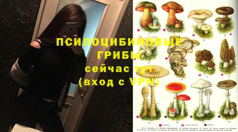 Псилоцибиновые грибы MAGIC MUSHROOMS  купить закладку  Высоковск 